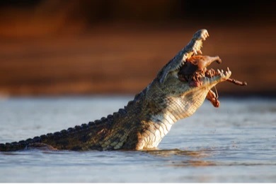 Read more about the article 10 Signs Of A Love Predator.